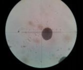 d e f a Mẫu giống GL1 b bao phấn khi thu c bao phấn sau khi bung d hạt 4