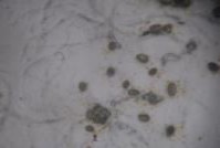 f a Mẫu giống GL1 b bao phấn khi thu c bao phấn sau khi bung d hạt phấn 6