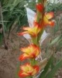 a b c d e f a Mẫu giống GL6 b bao phấn khi thu c bao phấn sau khi bung 1