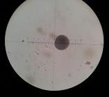 d e f a Mẫu giống GL24 b bao phấn khi thu c bao phấn sau khi bung d hạt 10