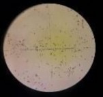 e f a Mẫu giống GL24 b bao phấn khi thu c bao phấn sau khi bung d hạt 11