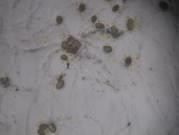 f a Mẫu giống GL24 b bao phấn khi thu c bao phấn sau khi bung d hạt phấn 12