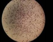 a b c a hỗn hợp phấn của hoa 1 2 b hỗn hợp phấn của hoa 3 4 19