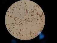 b c a hỗn hợp phấn của hoa 1 2 b hỗn hợp phấn của hoa 3 4 c 20