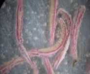 c d e f a Mẫu giống GL6 b bao phấn khi thu c bao phấn sau khi bung d 3