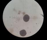 d e f a Mẫu giống GL6 b bao phấn khi thu c bao phấn sau khi bung d hạt 4