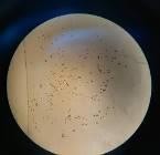 e f a Mẫu giống GL6 b bao phấn khi thu c bao phấn sau khi bung d hạt 5