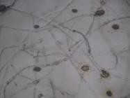 f a Mẫu giống GL6 b bao phấn khi thu c bao phấn sau khi bung d hạt phấn 6