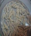 a b c d e f a hỗn hợp hạt phấn b đầu nhụy đến giai đoạn nhận 1