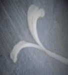 b c d e f a hỗn hợp hạt phấn b đầu nhụy đến giai đoạn nhận 2