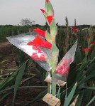 c d e f a hỗn hợp hạt phấn b đầu nhụy đến giai đoạn nhận phấn 3