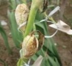 d e f a hỗn hợp hạt phấn b đầu nhụy đến giai đoạn nhận phấn c 4