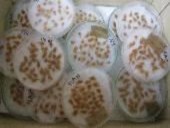 f a hỗn hợp hạt phấn b đầu nhụy đến giai đoạn nhận phấn c thụ 6