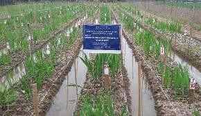 Hình 4 15b Đặc điểm hoa của các dòng lai lay ơn ưu tú Đối với hoa lay ơn 1