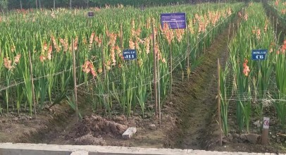 Gia Lâm Hà Nội An Dương Hải Phòng Dĩnh Trì – Bắc Giang Hình 4 16 Các dòng 1