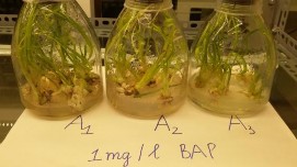 a 1 mg lBAP – 0 25 0 5 0 75 mg l αNAA d 0 25 mg l αNAA – 1 2 3 mg l BAP b 2 mg lBAP – 10