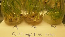 d 0 25 mg l αNAA – 1 2 3 mg l BAP b 2 mg lBAP – 0 25 0 5 0 75 mg l αNAA e 0 5 mg l 11