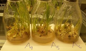 b 2 mg lBAP – 0 25 0 5 0 75 mg l αNAA e 0 5 mg l αNAA – 1 2 3 mg l BAP c 3 mg lBAP – 12