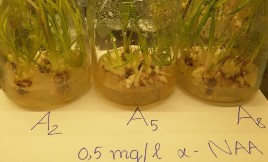 e 0 5 mg l αNAA – 1 2 3 mg l BAP c 3 mg lBAP – 0 25 0 5 0 75 mg l αNAA f 0 75 mg l 13
