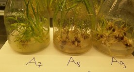 c 3 mg lBAP – 0 25 0 5 0 75 mg l αNAA f 0 75 mg l αNAA – 1 2 3 mg l BAP Hình 4 18 Khả 14