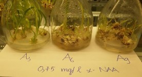 f 0 75 mg l αNAA – 1 2 3 mg l BAP Hình 4 18 Khả năng nhân nhanh tạo cụm chồi của 15