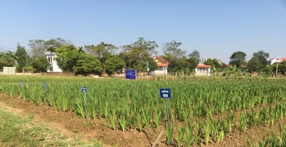 Dĩnh Trì – Bắc Giang Hình 4 16 Các dòng hoa lay ơn triển vọng được trồng tại 2