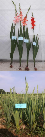 Hình 4 16 Các dòng hoa lay ơn triển vọng được trồng tại một số địa phương 3