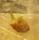 a b c d e f a chồi chính của củ có đường kính 3 4 cm b chồi bên 4