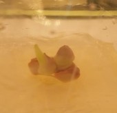 b c d e f a chồi chính của củ có đường kính 3 4 cm b chồi bên của 5