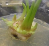 c d e f a chồi chính của củ có đường kính 3 4 cm b chồi bên của củ 6