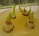 d e f a chồi chính của củ có đường kính 3 4 cm b chồi bên của củ có 7