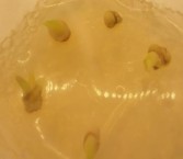 e f a chồi chính của củ có đường kính 3 4 cm b chồi bên của củ có 8