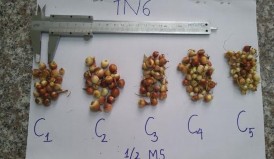 a b c d a Môi trường nền 1 2MS – 0 5 1 1 5 2 2 5mg l IBA b Môi trường 1