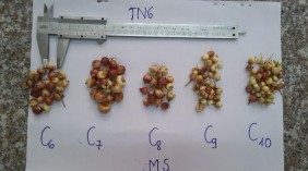 b c d a Môi trường nền 1 2MS – 0 5 1 1 5 2 2 5mg l IBA b Môi trường nền MS 2