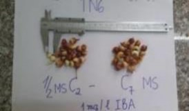 c d a Môi trường nền 1 2MS – 0 5 1 1 5 2 2 5mg l IBA b Môi trường nền MS – 3