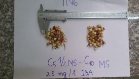 d a Môi trường nền 1 2MS – 0 5 1 1 5 2 2 5mg l IBA b Môi trường nền MS – 4