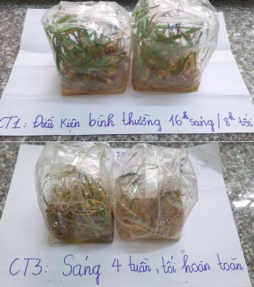 Điều kiện nuôi cấy tối hoàn toàn có tỷ lệ mẫu hình thành củ thấp nhất 5