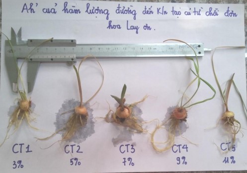 Hình 4 21 Chất lượng củ in vitro của dòng lai lay ơn J11 khi bổ sung hàm lượng 6