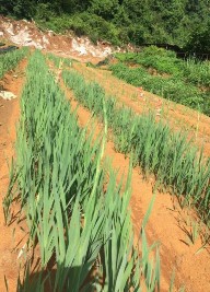 Hình 4 22 Chất lượng củ thương phẩm tạo ra của dòng lai lay ơn J11 tại Mộc 7