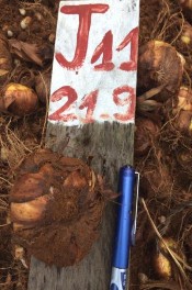 Hình 4 22 Chất lượng củ thương phẩm tạo ra của dòng lai lay ơn J11 tại Mộc 8