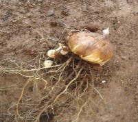 Hình 4 22 Chất lượng củ thương phẩm tạo ra của dòng lai lay ơn J11 tại Mộc 9