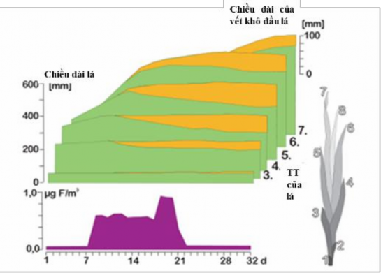 Hình 2 1 Mức độ biểu hiện khô đầu lá ở các lá trên giống hoa lay ơn mẫn 1