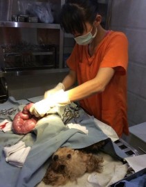 Phương pháp phẫu thuật ngoại khoa Hình ảnh bộc lộ tử cung bị viêm Tử cung 12