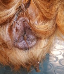 Triệu chứng viêm tử cung dạng hở Triệu chứng viêm tử cung dạng đóng Phương 5