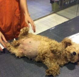 Triệu chứng viêm tử cung dạng hở Triệu chứng viêm tử cung dạng đóng Phương 6