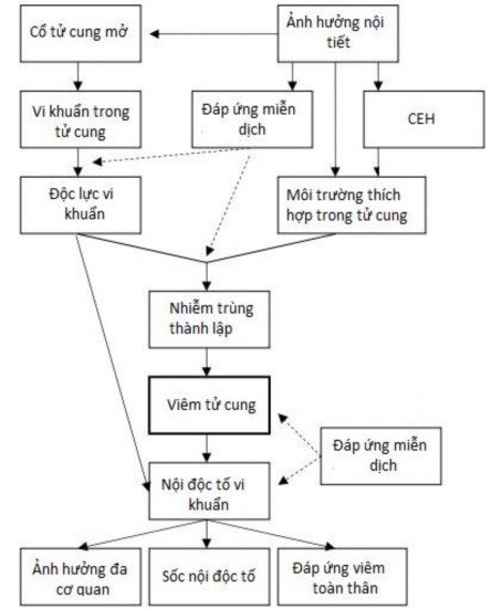 Hình 2 1 Nguyên nhân gây bệnh viêm tử cung trên chó Nguồn Hagman 2014 V ai trò 1