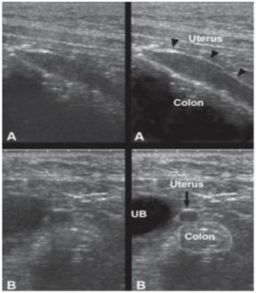 Hình 2 5 Hình ảnh giai đoạn nghỉ ngơi bình thường của giống chó Scottish Terier 2