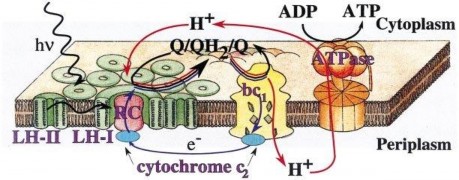 Hình 1 2 Sơ đồ vị trí các thành phần của bộ máy quang hợp sơ cấp ở VKTQH 1