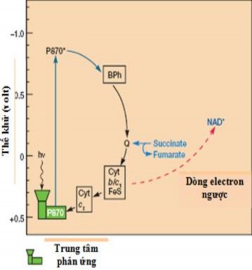 Hình 1 3 Quang hợp ở VKTQH không lưu huỳnh 17 Chú thích P870 Trung tâm phản 2