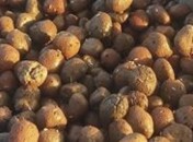 Cỡ hạt 10 20mm Trọng lượng riêng 650 kg m 3 Bemes Xơ dừa Quy cách dạng 1